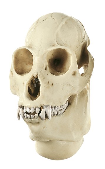 SOMSO Howling Monkey Skull