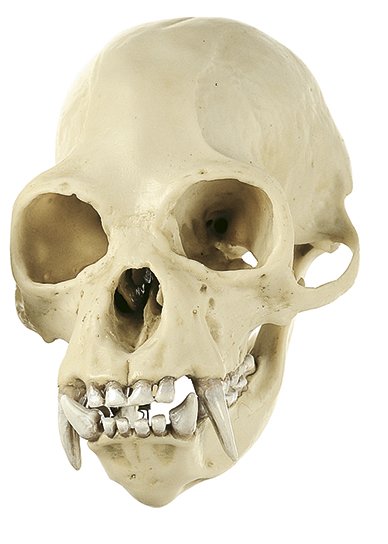 SOMSO Gibbon Skull