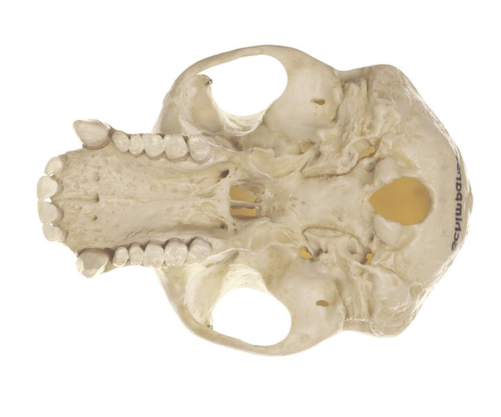 SOMSO Chimpanzee Skull