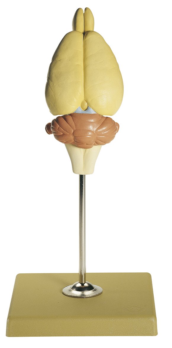 SOMSO Model of Rat Brain