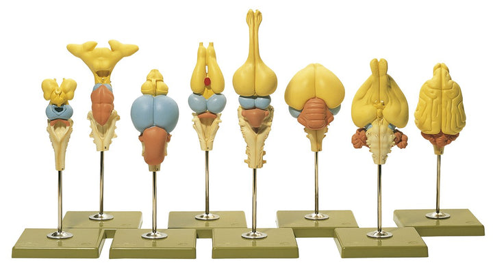 SOMSO Models of Vertebrate Brains
