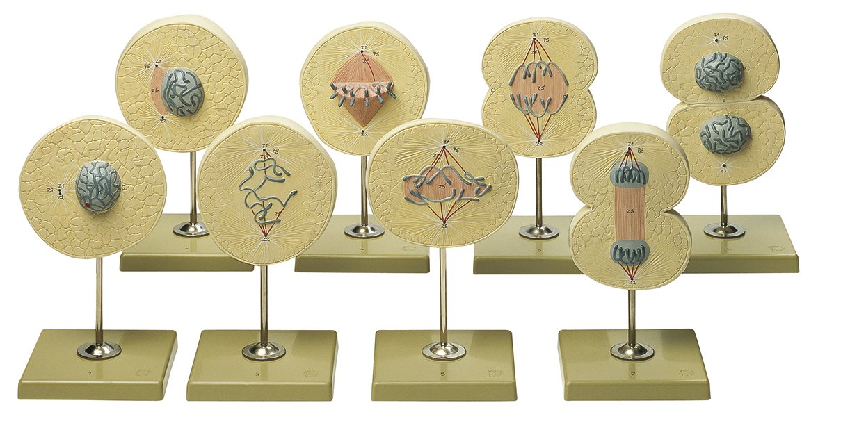 SOMSO Division of the Cell