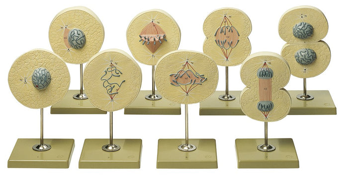 SOMSO Division of the Cell