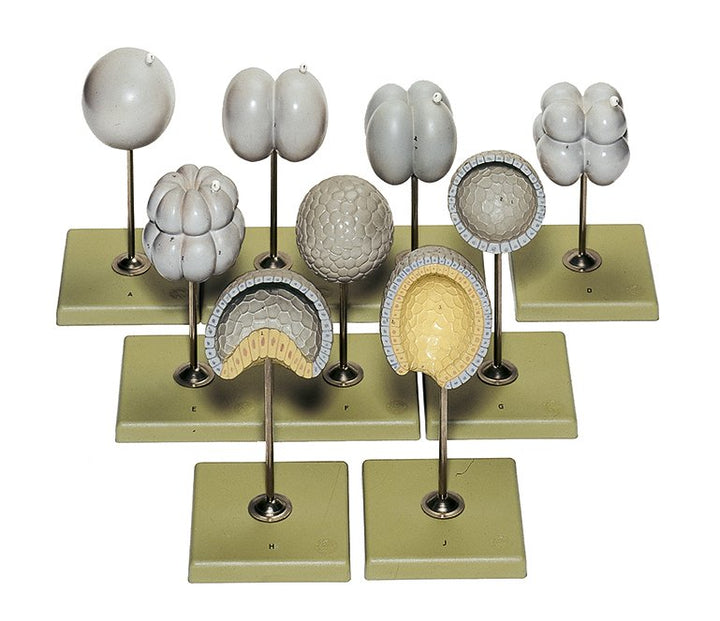 SOMSO Equal Cell Division and the Formation of the Nuclear Membrane in the Lancelet