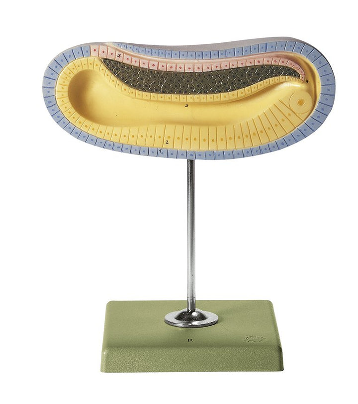 SOMSO Longitudinal Section of the Larva of the Lancelet at the Beginning of Development