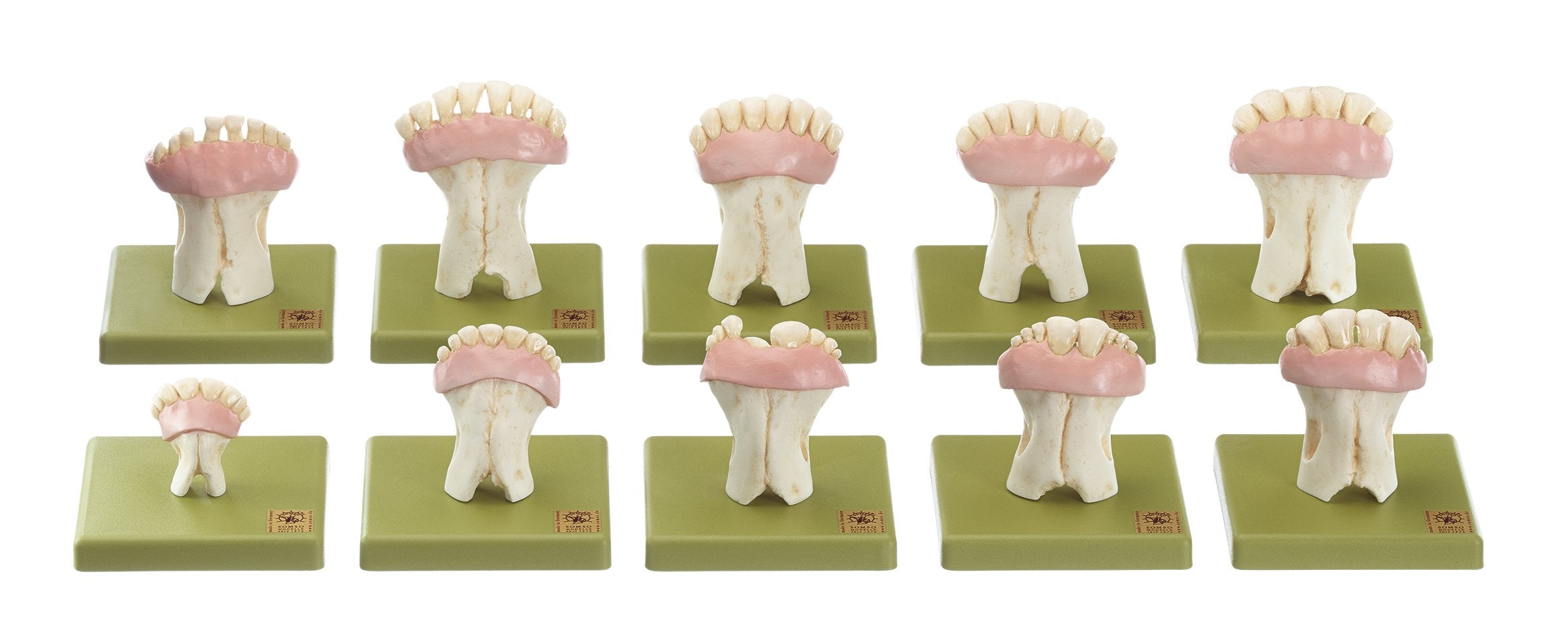 SOMSO Models of Sets of Cow's Teeth