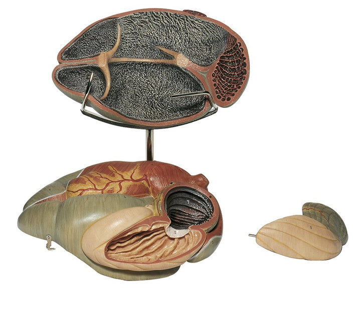 SOMSO Ruminant Stomach of the Cow