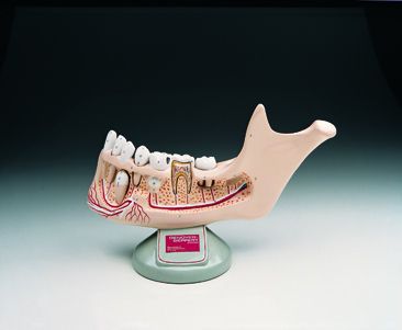 DG YOUTH JAW WITH REMOVEABLE TEETH