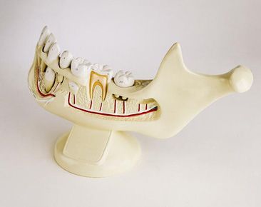 DG Budget CHILD JAW with Removeable Teeth, 3x LS