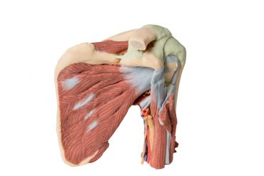 Shoulder - deep dissection of the left shoulder joint, musculature,  and associated nerves and vessels