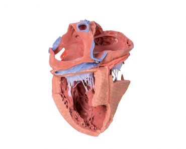 Heart internal structures