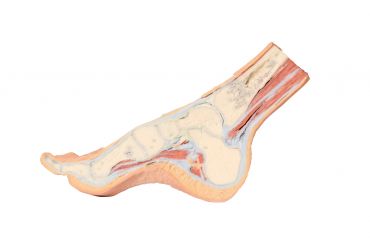 Foot - Parasagittal cross-section
