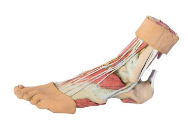 Foot - Structures of the plantar surface
