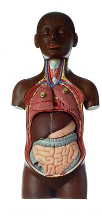 Human Anatomy Models - Somso Models - Products