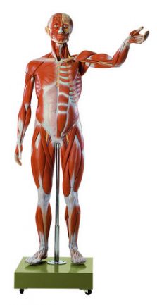 Human Anatomy Models - Somso Models - Products