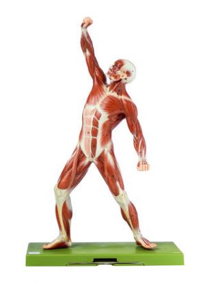 SOMSO Male Muscle Figure