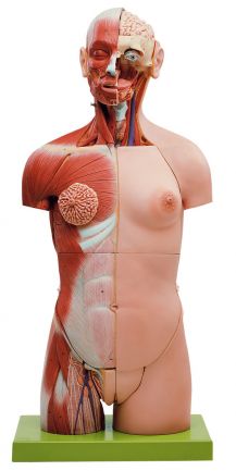 SOMSO Muscular Torso with Head and Open Back