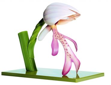 SOMSO Helmet Orchid, Flower