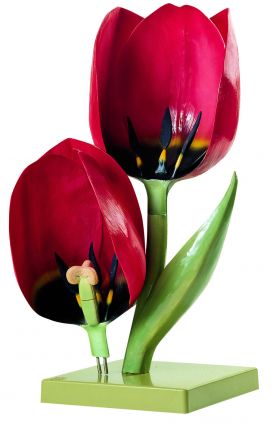 SOMSO Garden Tulip, Flower