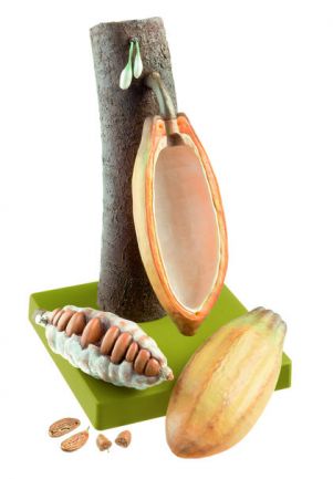 SOMSO Cacao Fruit