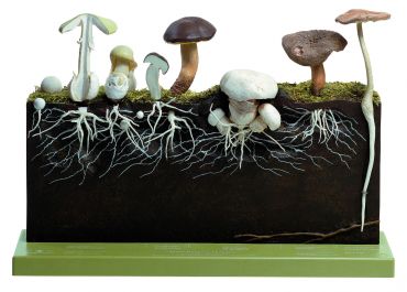 SOMSO Development of Hat Fungi