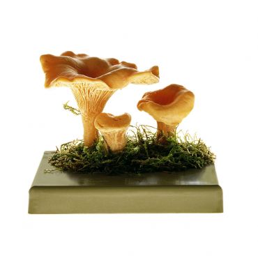 SOMSO Cantharellus