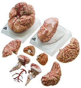 SOMSO Brain with Arteries