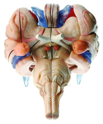 SOMSO Model of Brain Stem in 12 parts