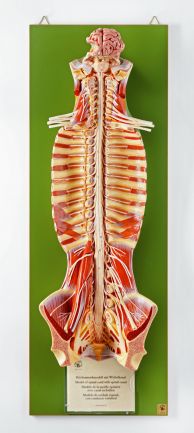 SOMSO Spinal Cord in the Spinal Canal