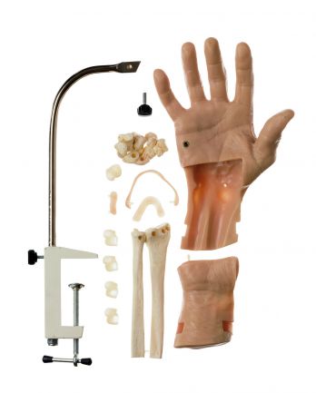 SOMSO CLA-Arthroscopic Model of the Wrist