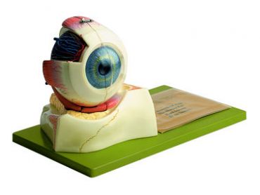 SOMSO Eyeball
