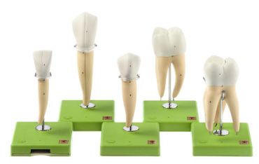 SOMSO Five Models of Teeth
