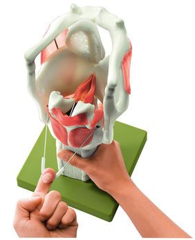 SOMSO Functional Model of the Larynx