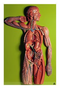 SOMSO Lymphatic System