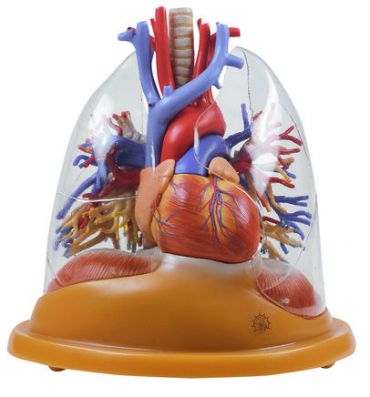SOMSO Heart-Lung Table Model