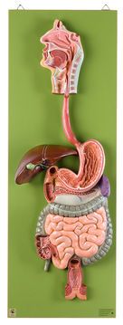 SOMSO Digestive Tract
