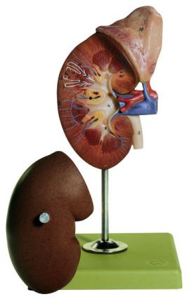 SOMSO Right Kidney and Adrenal Gland