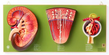 SOMSO Kidney, Nephron and Glomerulus