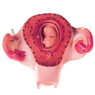 SOMSO Uterus with Embryo in Second Month