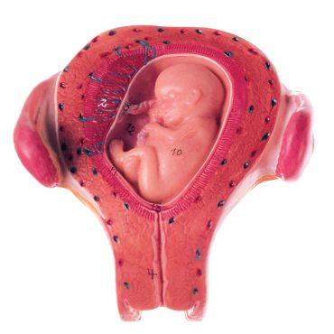 SOMSO Uterus with Embryo in Third Month