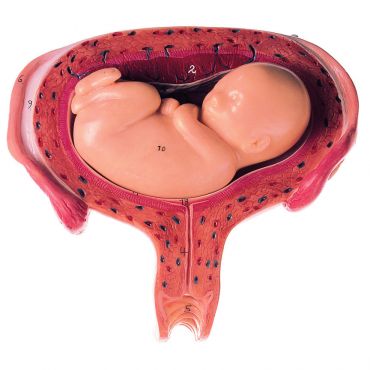SOMSO Uterus with Fetus in Fifth Month