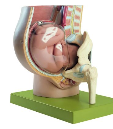 SOMSO Pelvis with Uterus in Ninth Month of Pregnancy