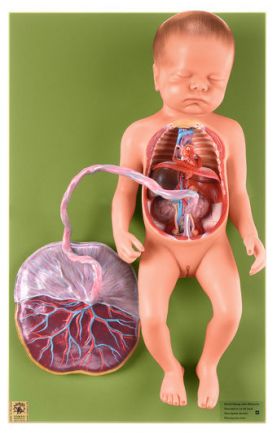 SOMSO Fetal Circulatory System