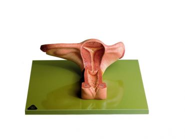 SOMSO Female Genital Organs