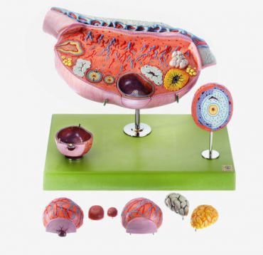 SOMSO Model of the Ovary