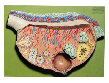 SOMSO Relief Model of the Ovary