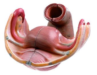 SOMSO Female Genital Organs
