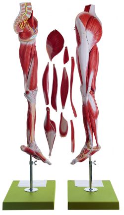 SOMSO Muscles of the Leg with Base of Pelvis