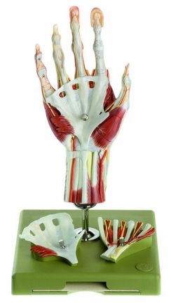 SOMSO Surgical Hand Model in a didactic Colour-Scheme