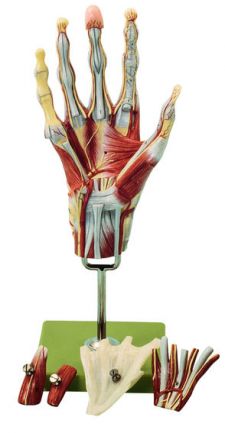 SOMSO Muscles of the Hand with Base of Fore-Arm